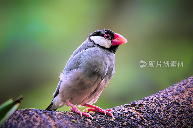 爪哇雀（Lonchura oryzivora）